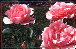 ORApent 35-08-92