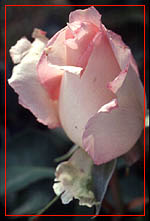 Fatima